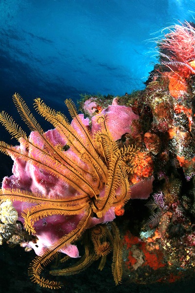 Davidaster rubiginosus